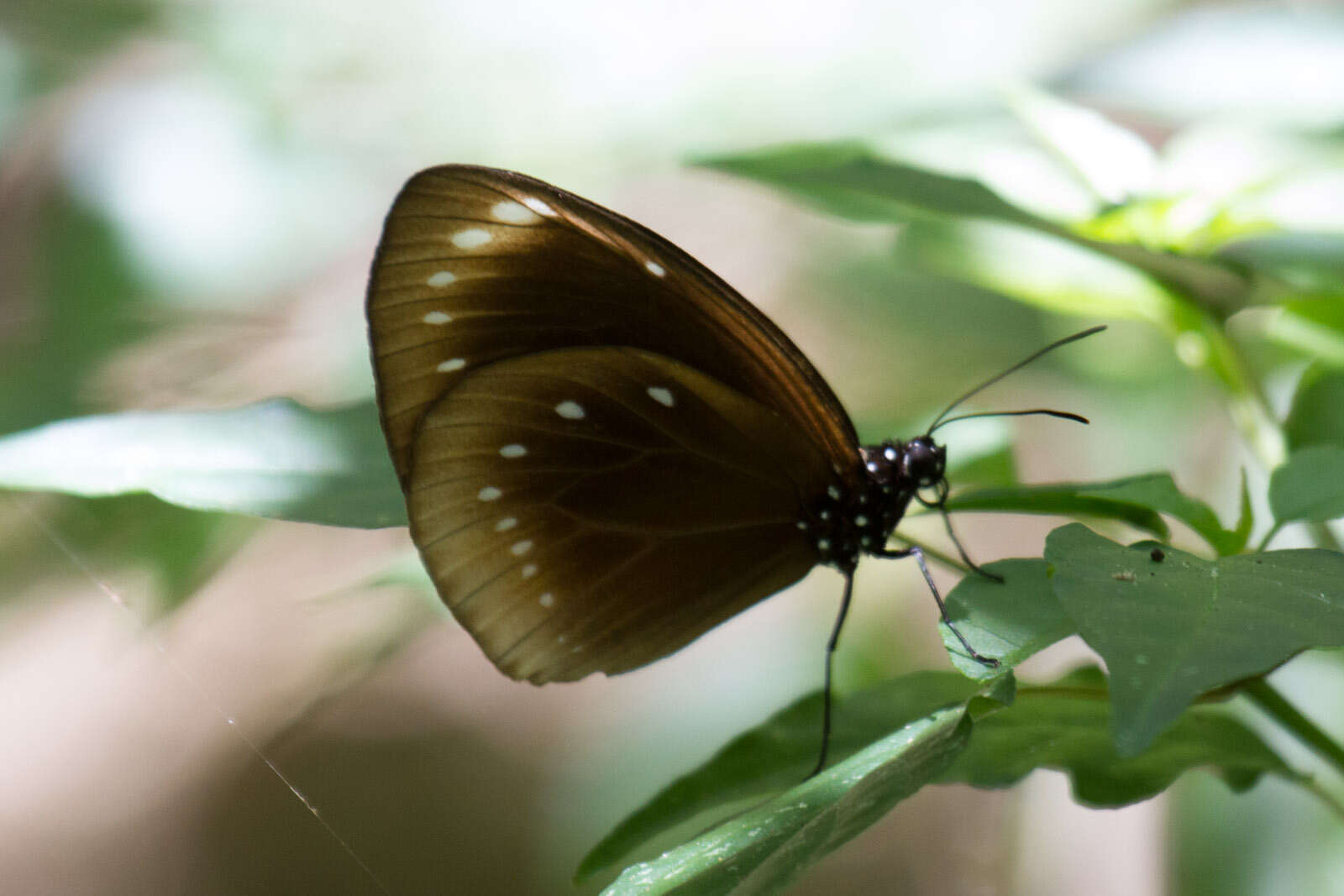 Image de Euploea leucostictos Gmelin 1788