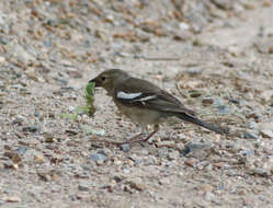 Image of Fringilla coelebs schiebeli Stresemann 1925