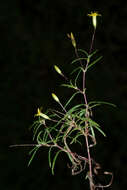 Image of sanddune cinchweed