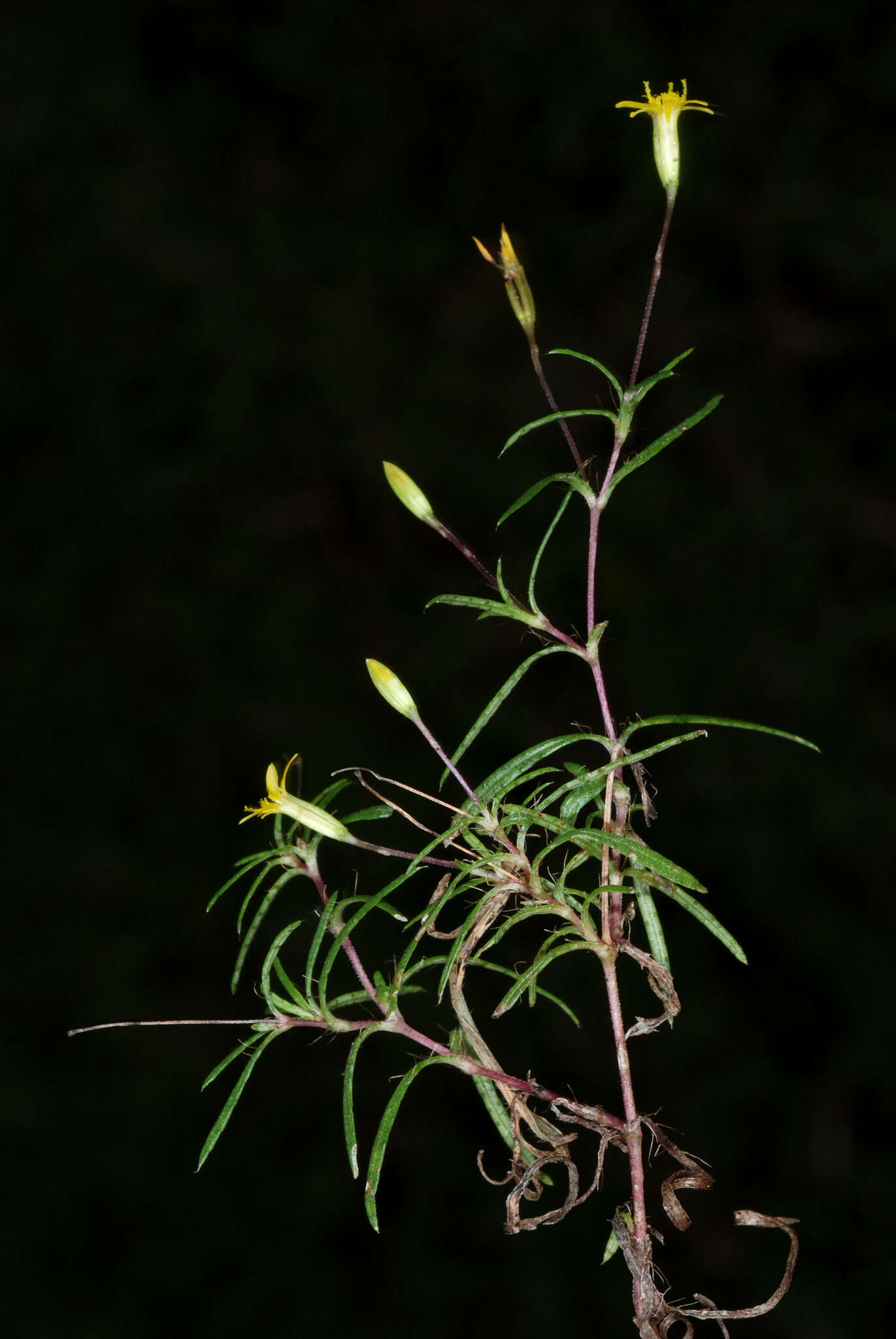 Image of sanddune cinchweed