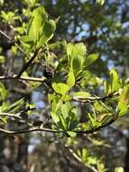 Image de Crataegus spathulata Michx.