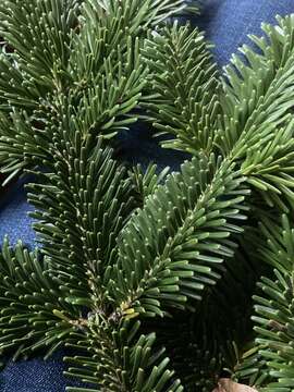 Image of Caucasian Fir