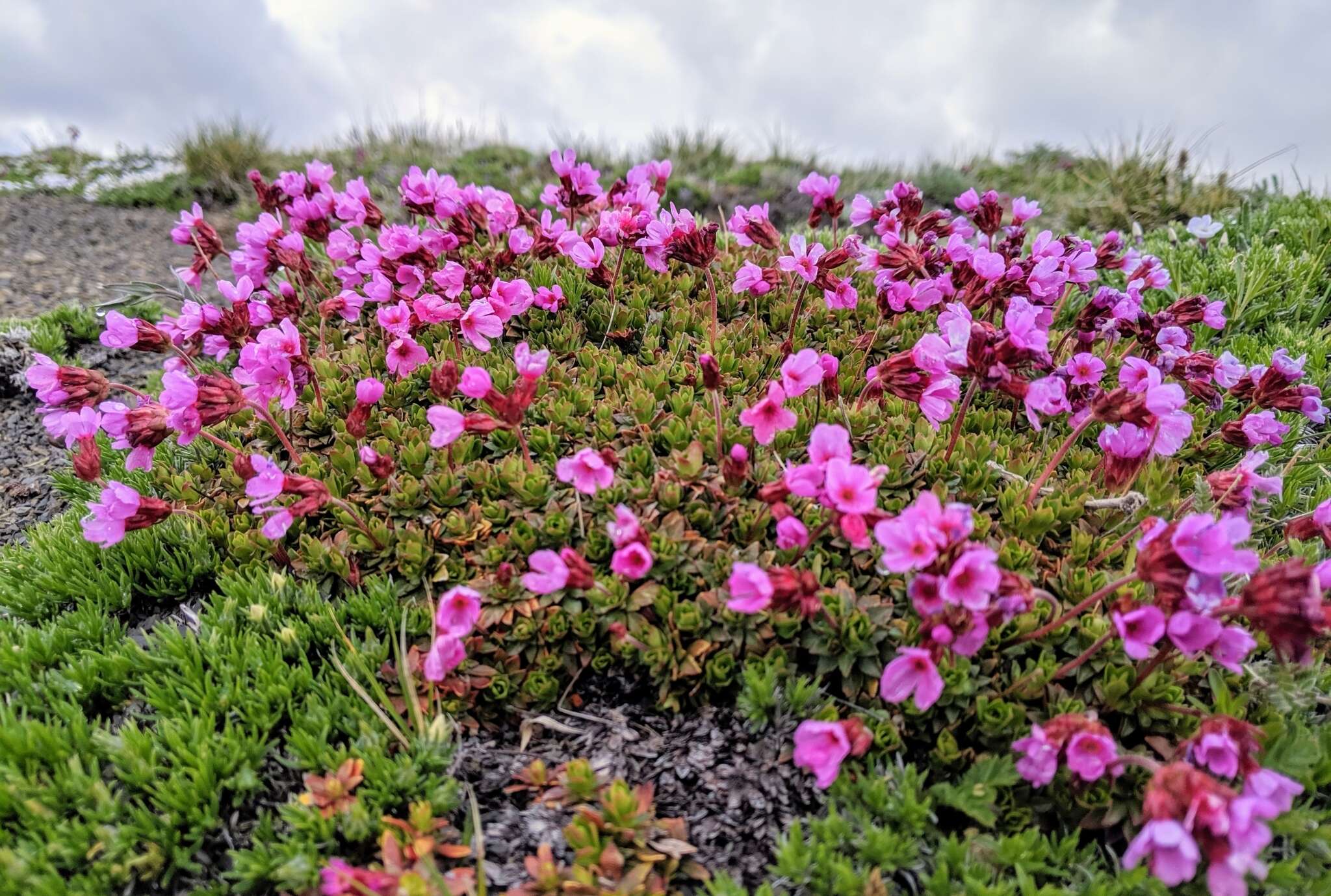 Image of cliff dwarf-primrose