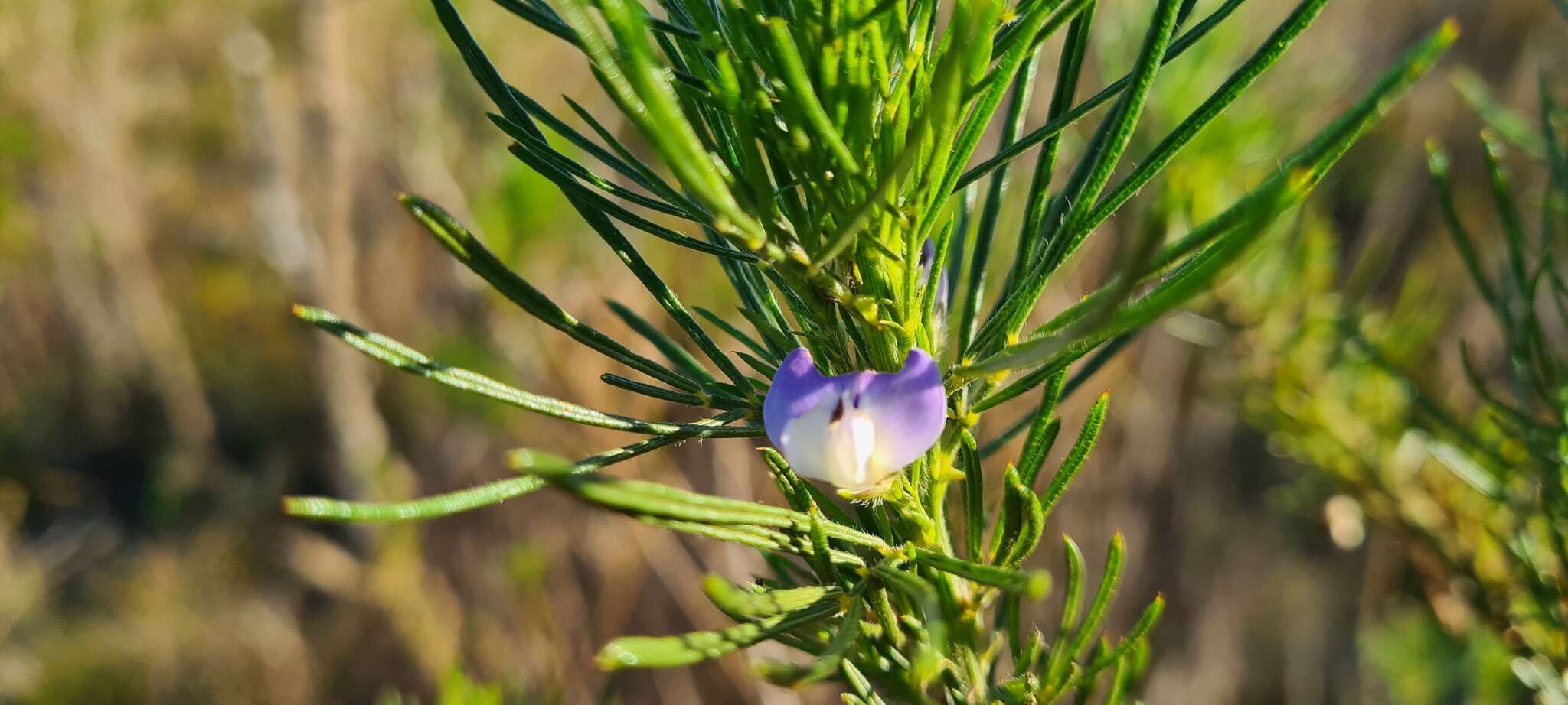 Psoralea ivumba的圖片