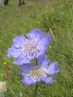 Image of Pincushion-flower