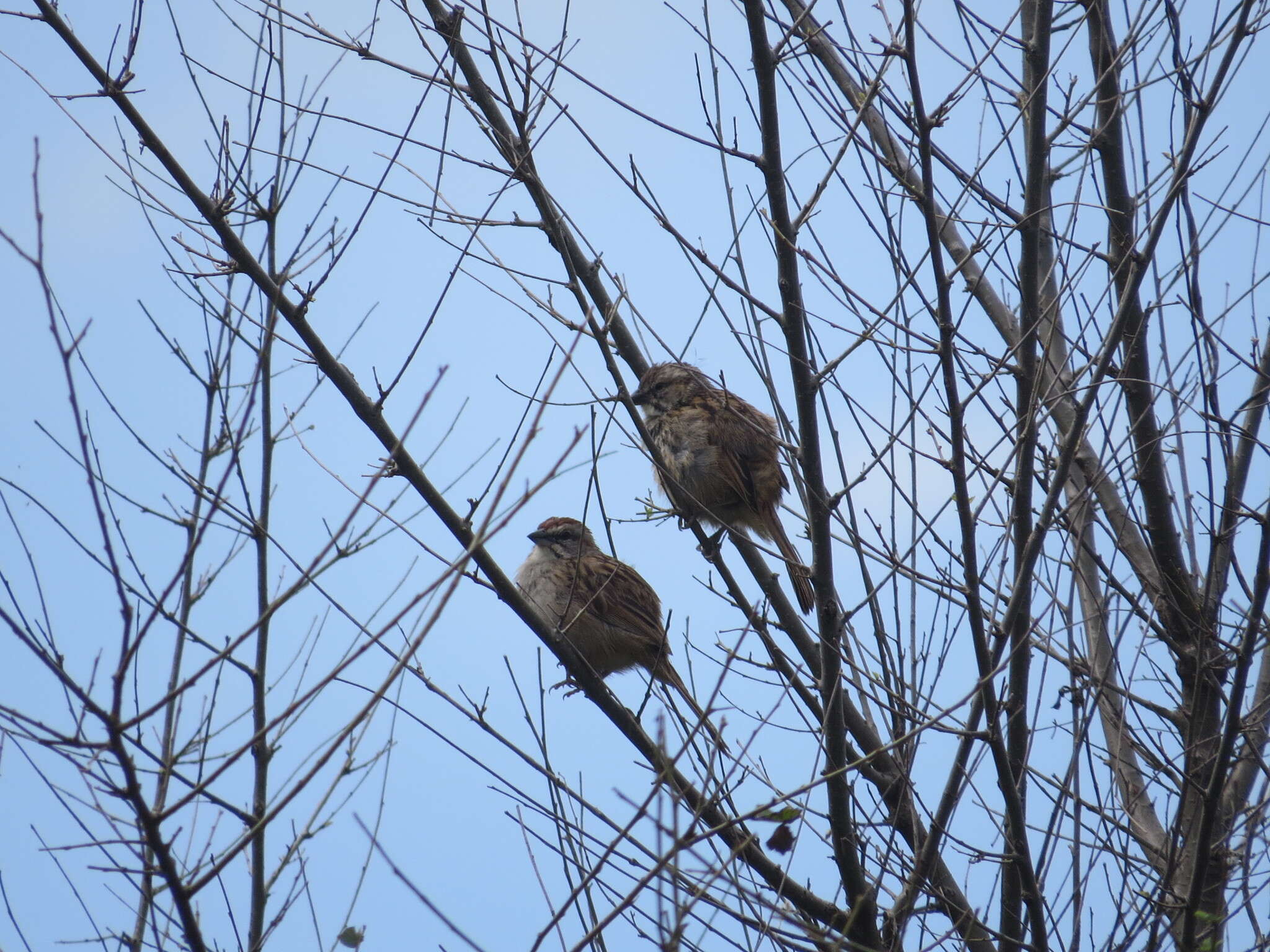 Image of Stripe-capped Sparrow