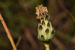 Image of Hypochaeris variegata (Lam.) Baker