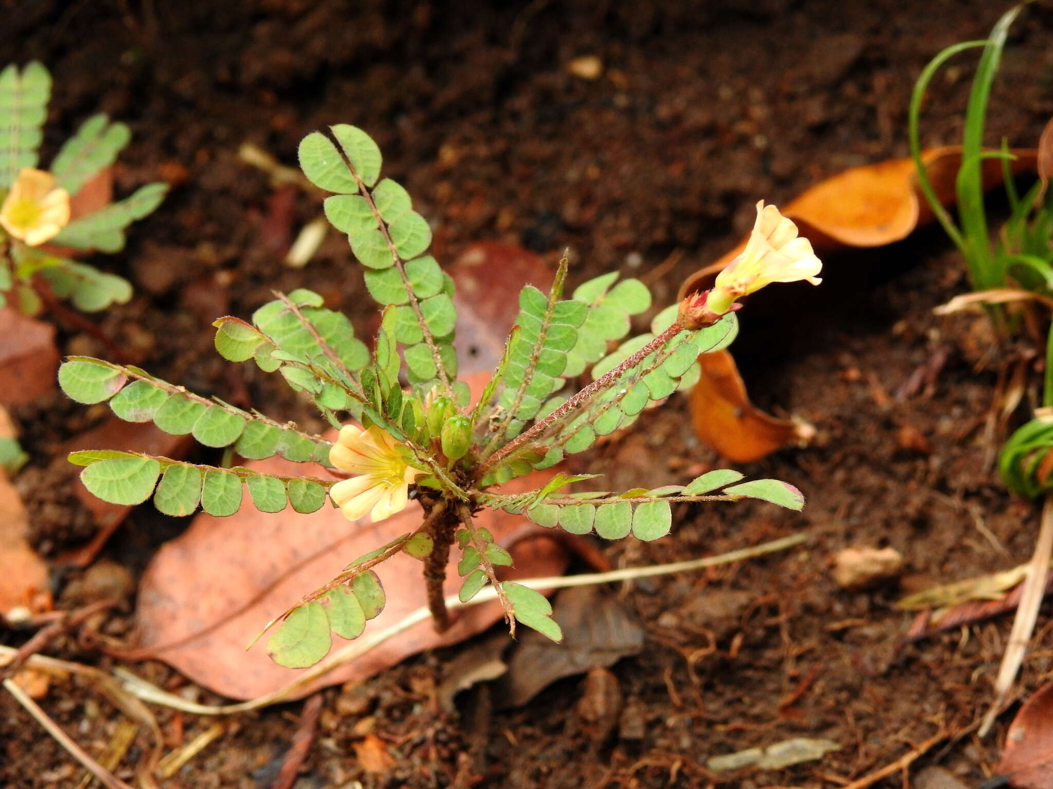 Image of South Pacific palm