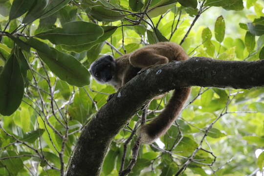 Image of White-fronted Brown Lemur