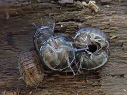 Image of Cryptorchestia garbinii Ruffo, Tarocco & Latella 2014