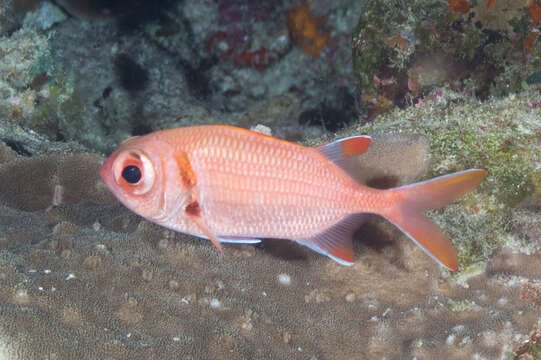 Image of Epaulette soldierfish