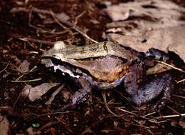 Image of Leptodactylus peritoaktites Heyer 2005