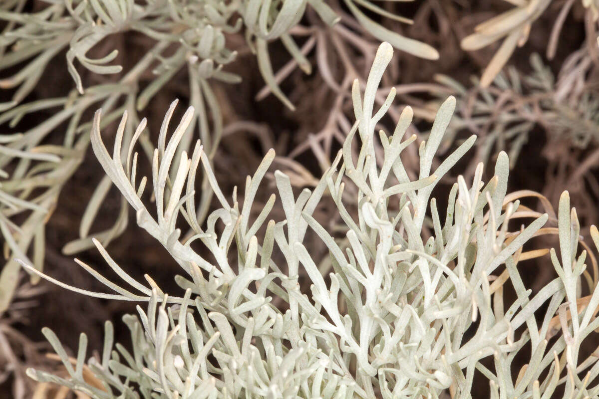 Image of Artemisia arborescens L.