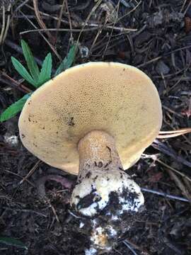 Image of Suillus fuscotomentosus Thiers & A. H. Sm. 1964