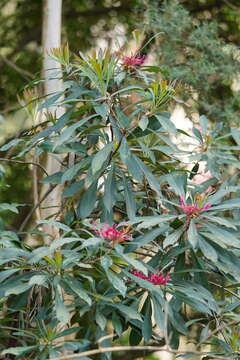 Image of Telopea oreades F. Müll.