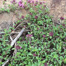 Sivun Thymus praecox subsp. polytrichus (A. Kern. ex Borbás) Jalas kuva