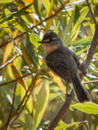 Image of Gray-backed Tachuri