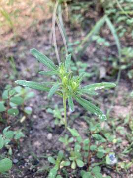 Image of wishbone fiddleleaf