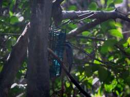 Image of Red-breasted Nuthatch