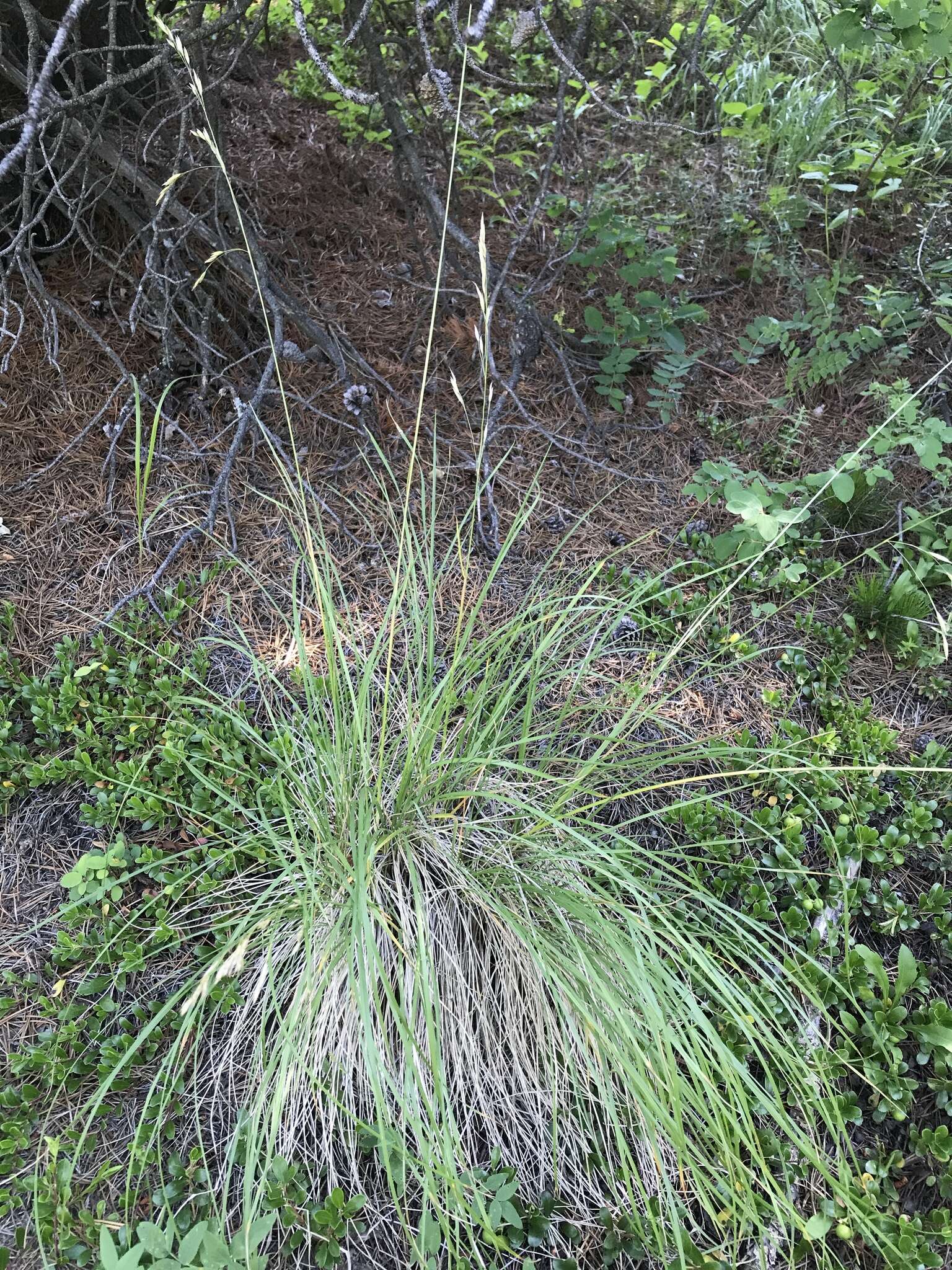 Imagem de Festuca campestris Rydb.