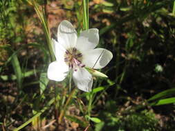 Image of Geissorhiza tulbaghensis F. Bolus