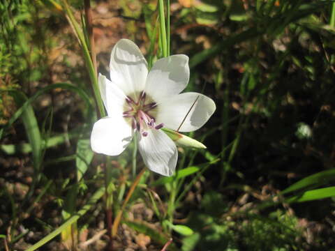 Image of Geissorhiza tulbaghensis F. Bolus