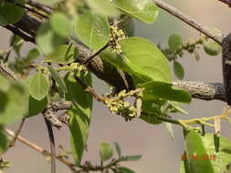 Plancia ëd Cordia macleodii Hook. fil. & Thoms.