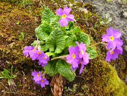 Image of Primula amoena M. Bieb.