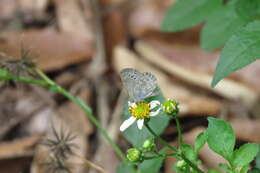 Image of Pseudozizeeria maha okinawana (Matsumura 1929)