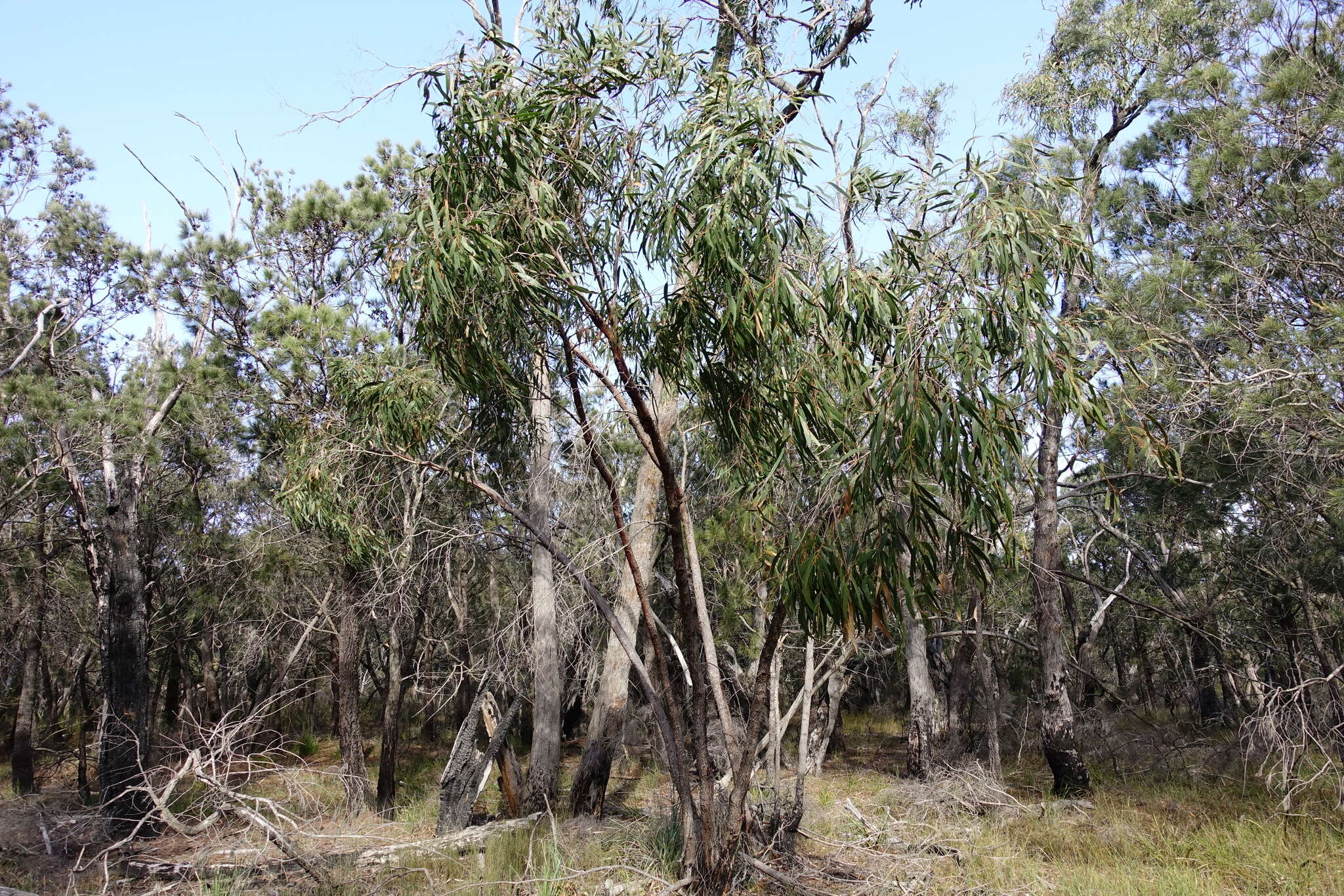 Image of Eucalyptus arenicola Rule