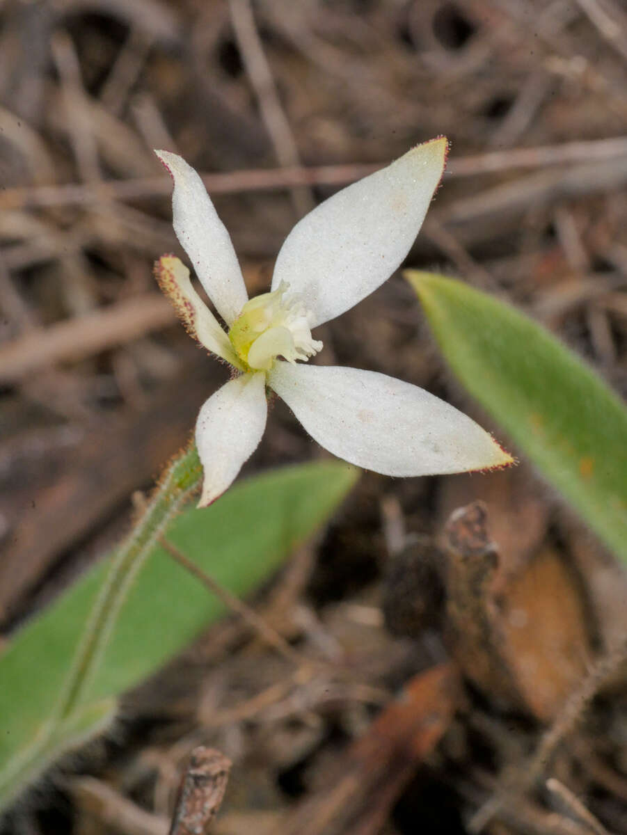 Image of Caladenia marginata Lindl.