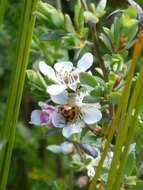 Sivun Leptospermum gregarium J. Thompson kuva