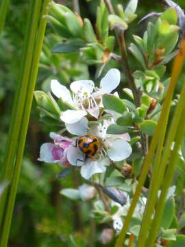 Sivun Leptospermum gregarium J. Thompson kuva