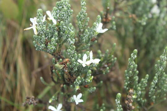 Image de Aragoa cupressina H. B. & K.