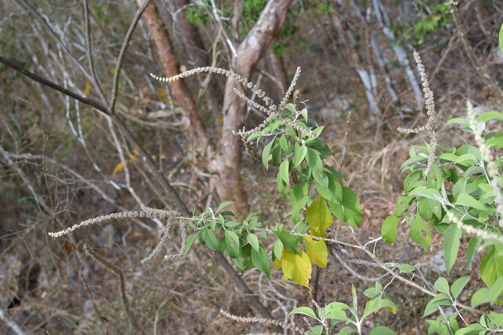 Image of Buddleja americana L.