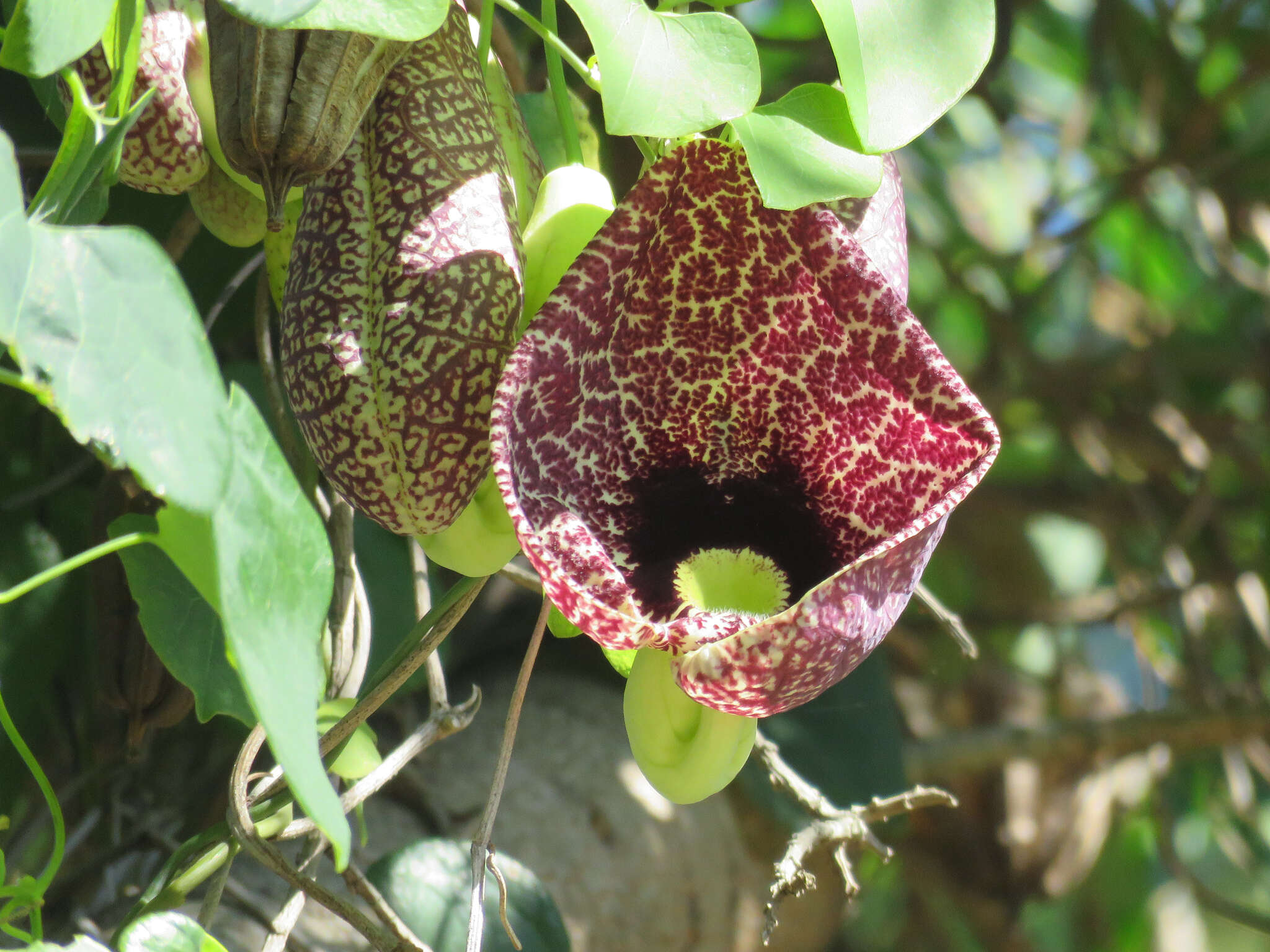 صورة Aristolochia elegans Mast.