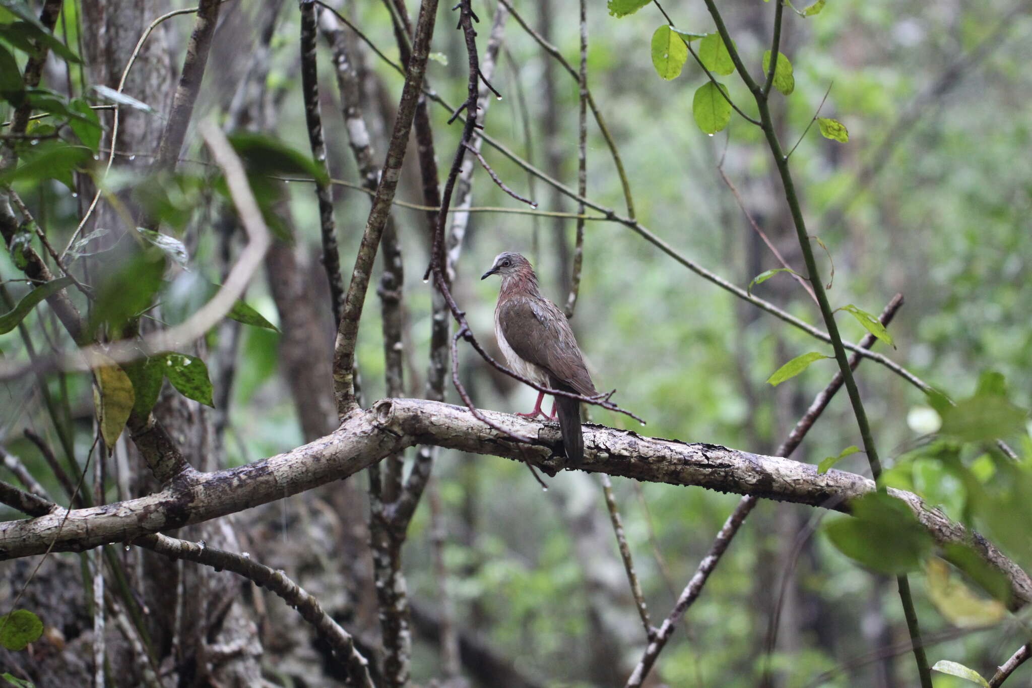 Image of Caribbean Dove