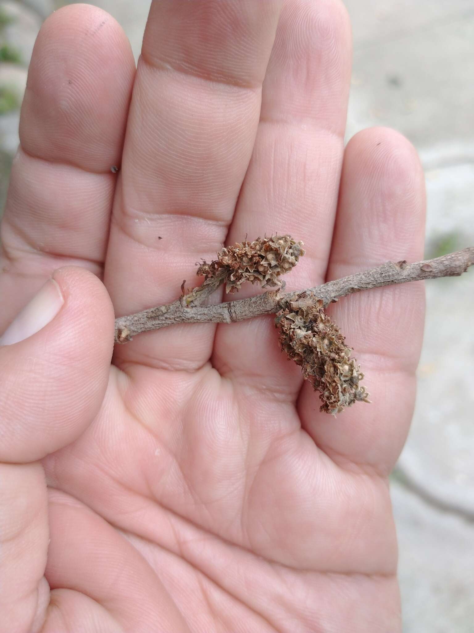 Image de Licania tomentosa (Benth.) Fritsch.