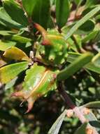 Image of Hakea oleifolia (Sm.) R. Br.