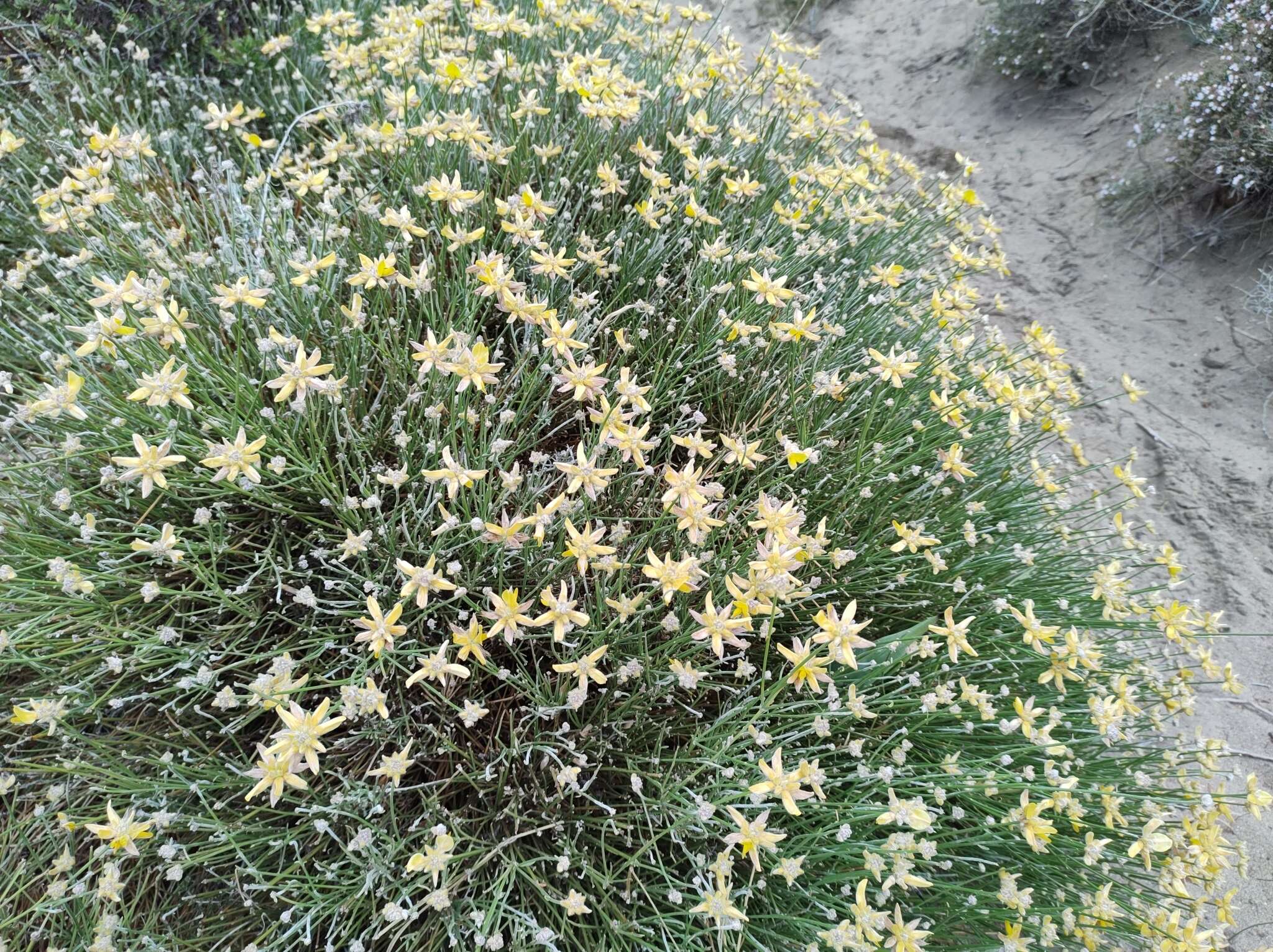 Image of Genista umbellata (L'Her.) Poir.