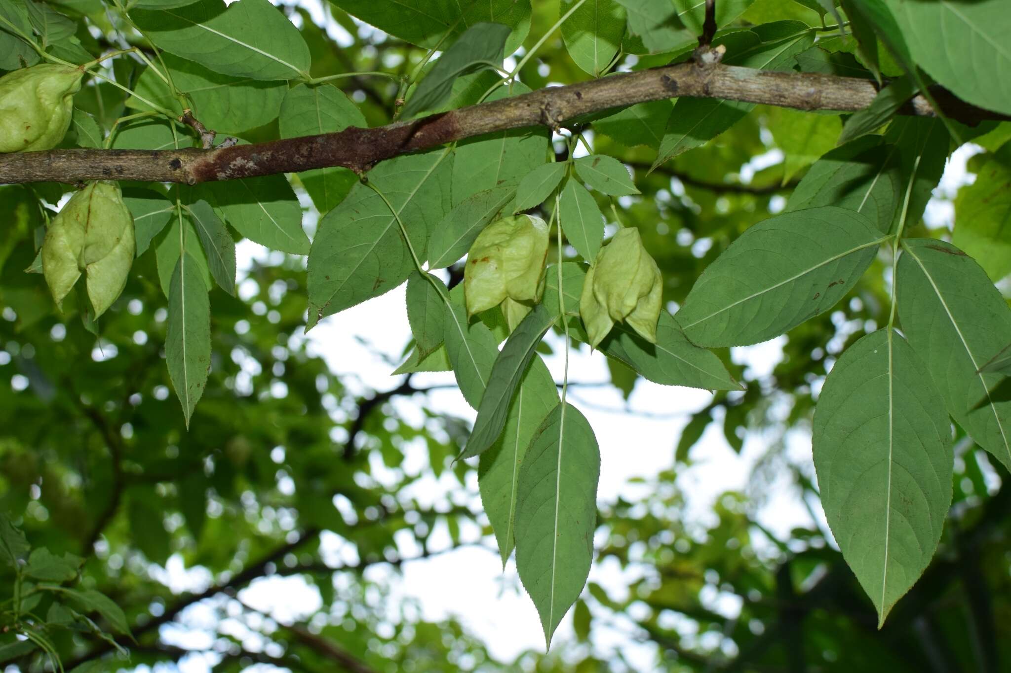 Imagem de Staphylea holocarpa Hemsl.