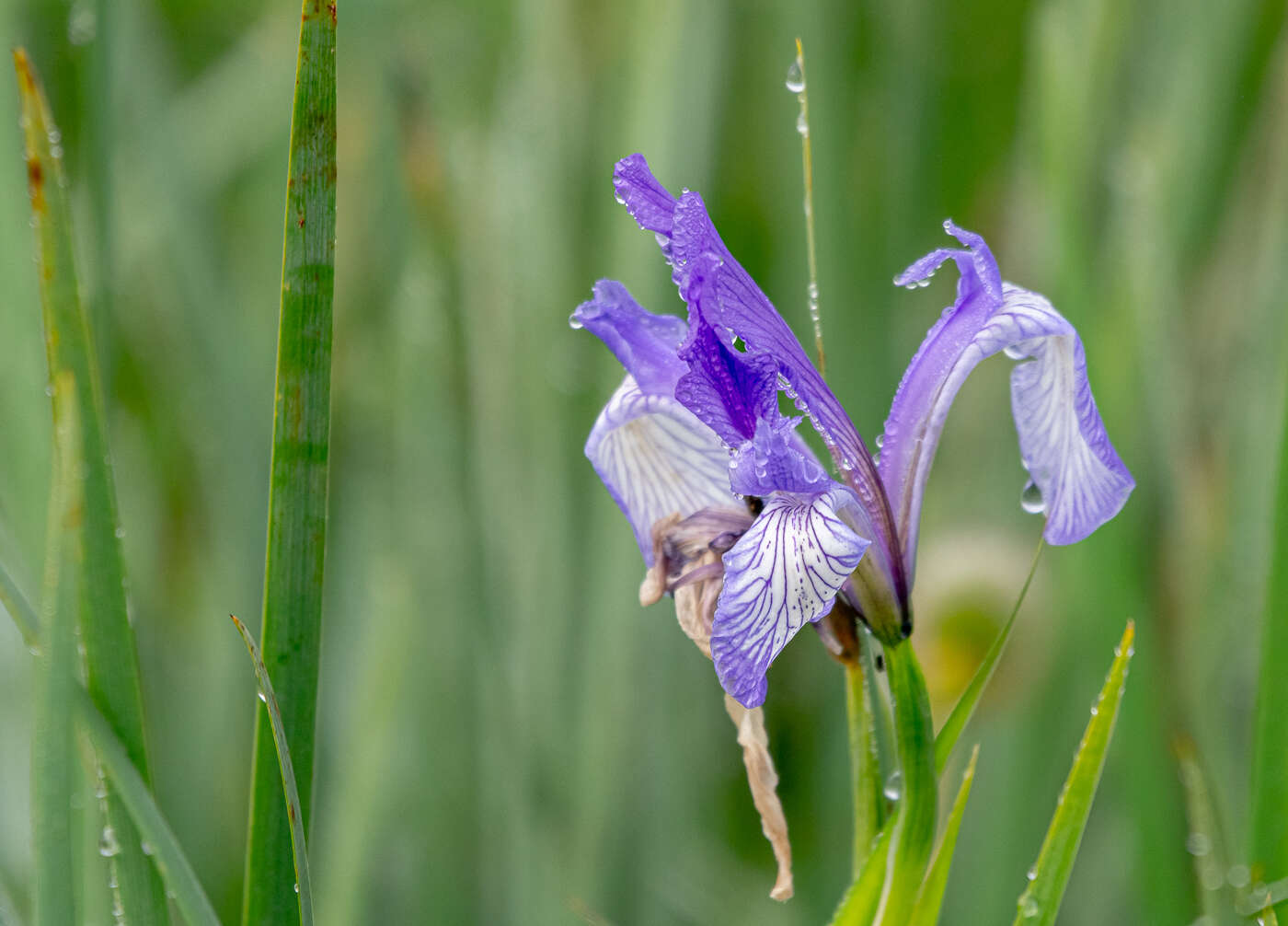 Plancia ëd Iris biglumis Vahl