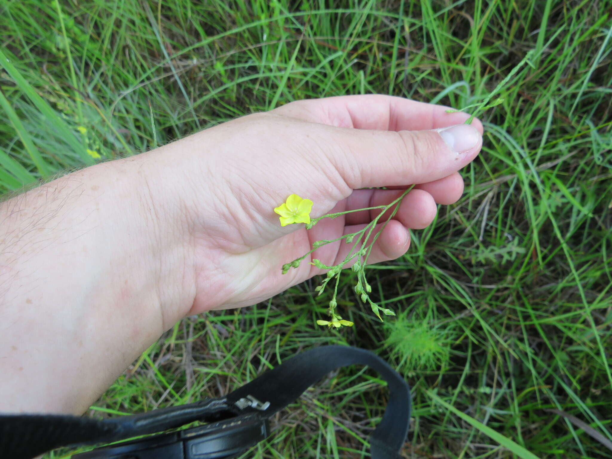 Image of Florida Yellow Flax