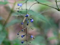 Palicourea caerulea (Ruiz & Pav.) Schult. resmi