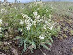 Image of Blue Mountain milkvetch