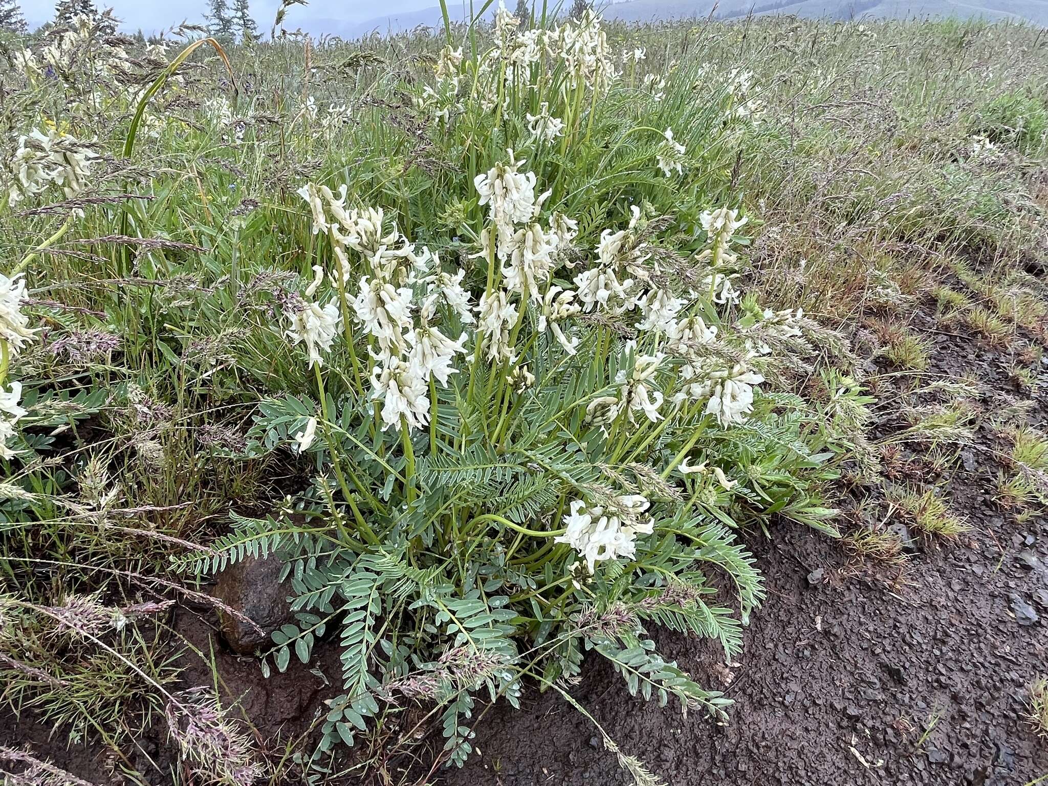 Image of Blue Mountain milkvetch