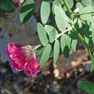 Imagem de Lathyrus niger (L.) Bernh.