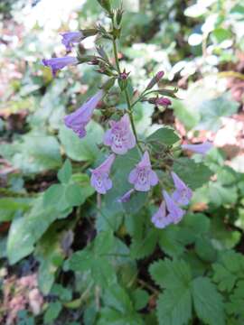 Clinopodium menthifolium subsp. menthifolium resmi