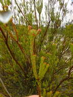 Image of Leucadendron thymifolium (Salisb. ex Knight) I. J. M. Williams