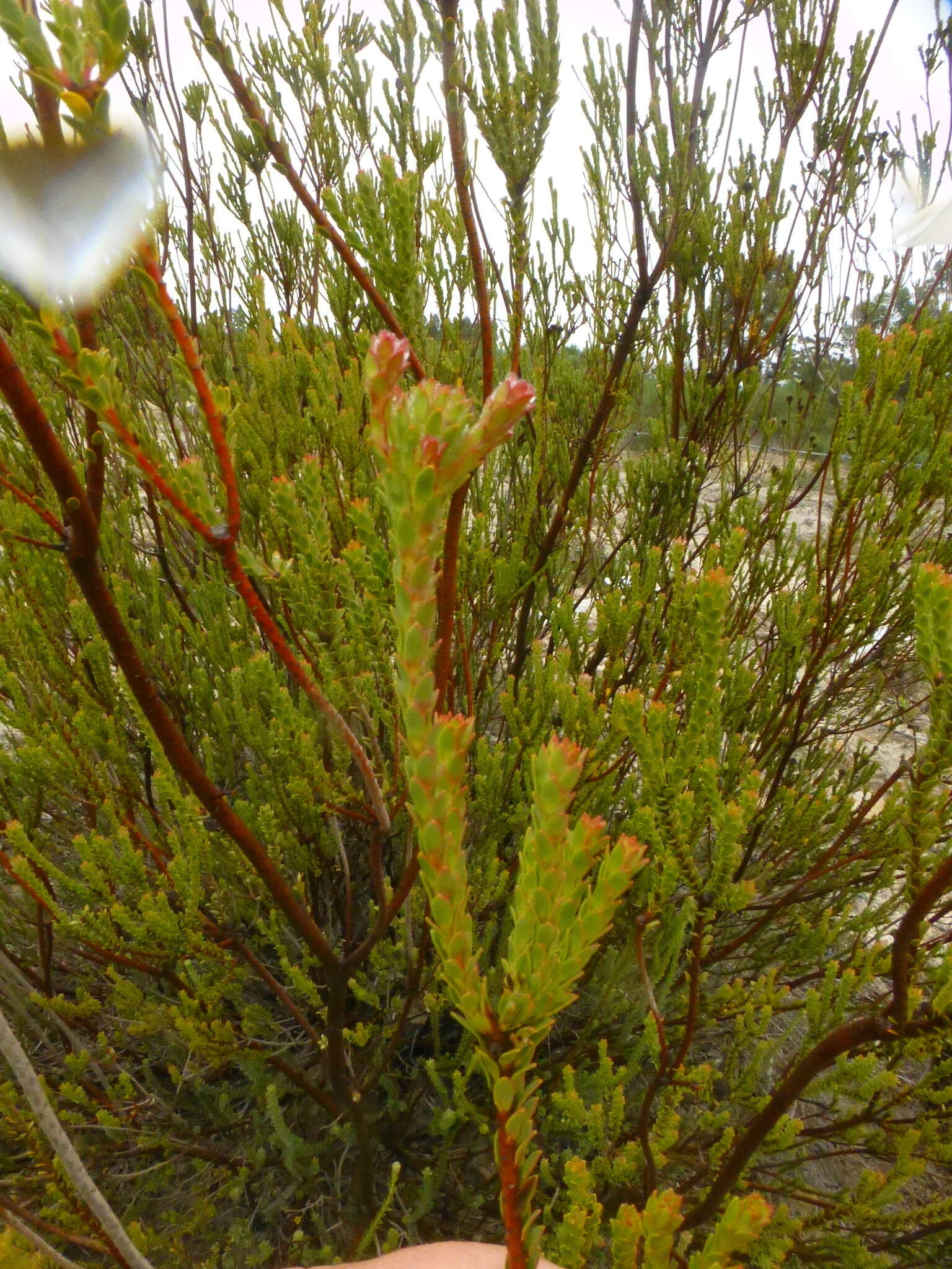 Image of Leucadendron thymifolium (Salisb. ex Knight) I. J. M. Williams